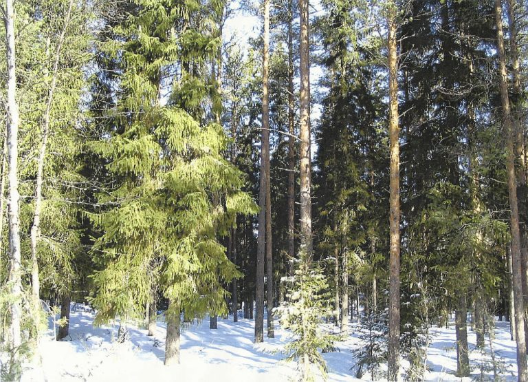 Rakennuspuuta ilman avohakkuita